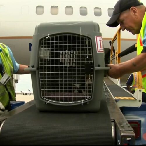 15131838_080124-wpvi-cdc-dog-air-travel-rules-4a-vo-video-vid